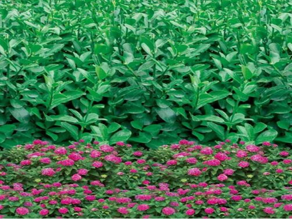 粉花防寒布