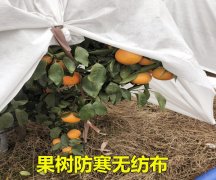 果树防寒布的作用介绍!