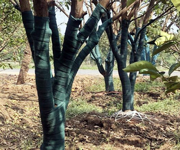 济南围绕栾树,缠树布的特点和使用性质
