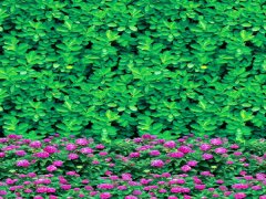 植物绿化防寒布